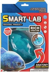 Naukowy zestaw anatomii – ryba