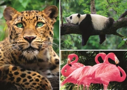 Puzzle zwierzęta – kolaż 1000 elementów EKO