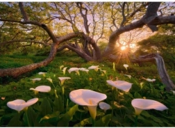 Puzzle 1000 kawałków Magiczny Las Kalie