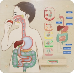 Masterkidz edukacyjna tablica ścienna – układ trawienny Montessori