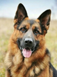 Malowanie diamentowe Owczarek niemiecki 30x40 cm