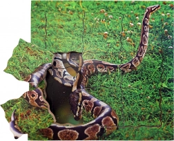 Just Jigsaws Wąż i jego cykl życiowy drewniane warstwowe puzzle