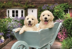 Ravensburger puzzle Złote retrievery 200 elementów