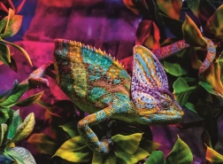 Ravensburger puzzle Kameleon 500 elementów