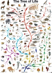 Puzzle EUROGRAPHICS Drzewo życia 1000 elementów