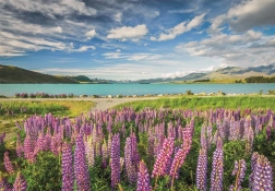 Clementoni puzzle Łubiny nad jeziorem Tekapo 1500 elementów