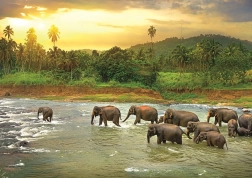 EUROGRAPHICS Puzzle Save Our Planet: Las deszczowy 1000 elementów