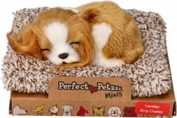 Śpiący szczeniaczek Cavalier King Charles Perfect Petzzz