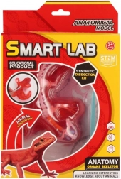 Naukowy zestaw anatomii – jaszczurka