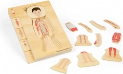 Drewniane warstwowe puzzle anatomii – chłopiec BIGJIGS TOYS