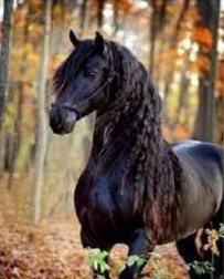 Mozaika diamentowa – czarny koń