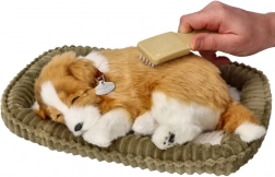 oddychające szczenię border collie do adopcji