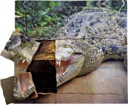 Drewniane warstwowe puzzle Krokodyl – cykl życiowy