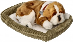 Oddychające szczeniątko buldog