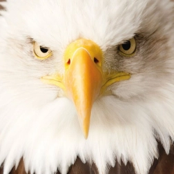 Kwadratowe puzzle CURIOSI Q Animal Orzeł, 66 elementów