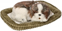 Adoptuj mnie – oddychające szczeniątko Shih Tzu