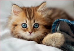 Puzzle Kociątko EDUCA 200 elementów