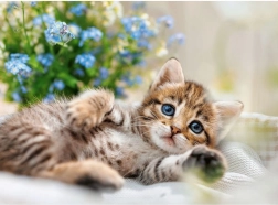 Puzzle RAVENSBURGER Pieszczotliwy kociak 500 elementów