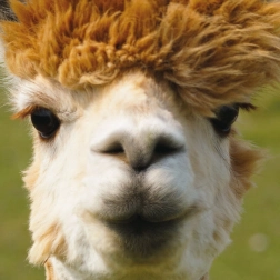 Kwadratowe puzzle CURIOSI Q Animal Alpaka 66 elementów