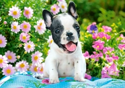 Puzzle 500 elementów French Bulldog Puppy