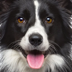 Kwadratowe puzzle Q Animal: pies 66 elementów