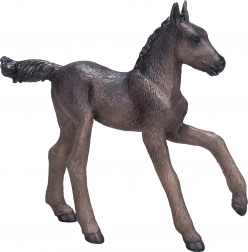 Mojo Arabska źrebię czarne