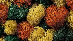 Mech dekoracyjny Herbst od Noch