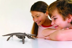 4M Szkielet Mozazaura