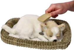 Chrapiące szczeniątko Chihuahua