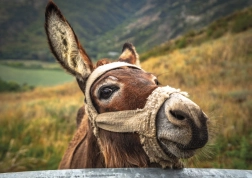 Puzzle osioł w górach 500 elementów DINO