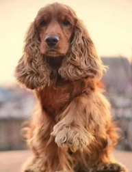 Malowanie diamentowe – powitanie cocker spaniela 30 × 40 cm