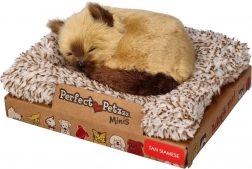 Perfect Petzzz małe kociątko syjamskie