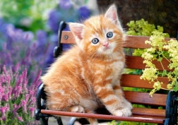 Puzzle 500 elementów – Ginger Kitten