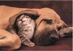 Puzzle Przytulanie 500 elementów