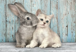 puzzle 500 elementów compact kot i królik