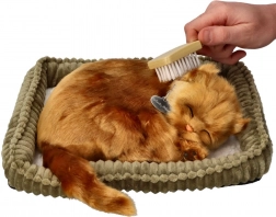 Zestaw adopcyjny kociątko turecka angora