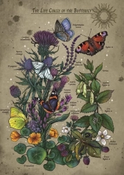 Puzzle Cykl życiowy motyla 1000 elementów