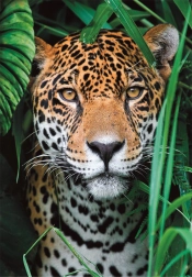 Puzzle 500 elementów jaguar w dżungli CLEMENTONI