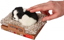 Śpiący border collie na legowisku