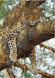 Puzzle Lampart 1000 kawałków