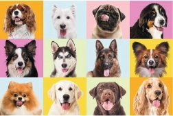 Puzzle 60 elementów – urocze szczeniaki TREFL