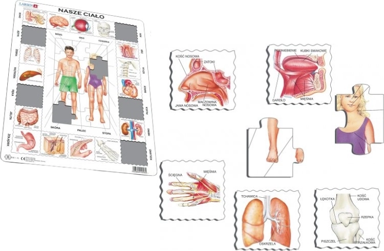 Larsen Nasze ciało maxi – edukacyjne puzzle