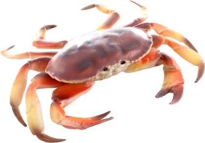 Plastowy model kraba 17 cm