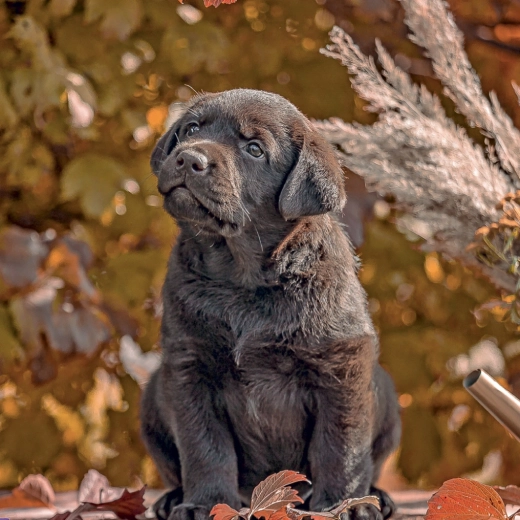 Czarująca galeria zdjęć szczeniąt