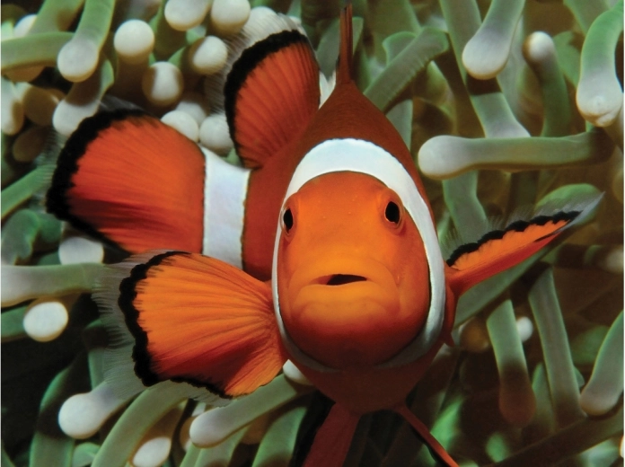 Urzekający motyw podwodnego świata