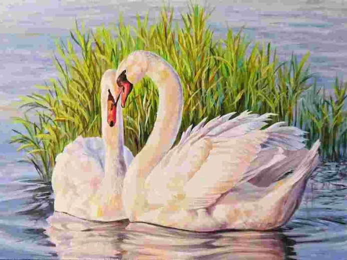 Norimpex Malowanie po numerach Łabędzie 40 × 50 cm