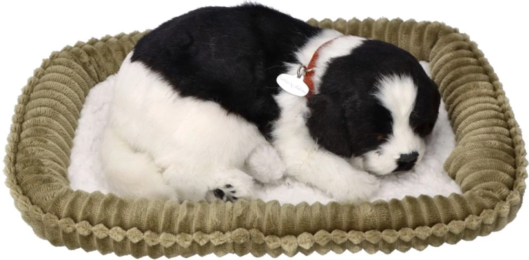 Oddychające szczenię border collie do adopcji