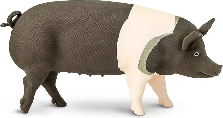 Figurka świni Hampshire Safari Ltd. - 1 sztuka