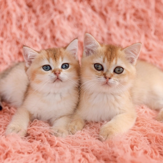 Ciepłe, przytulne motywy kociąt