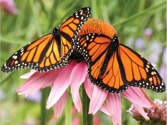 Realistyczny efekt 3D motyli